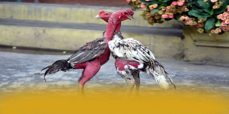 Khuyến mãi giá trị lớn dành cho cộng đồng tại 8XBET Khuyến mãi giá trị lớn dành cho cộng đồng tại 8XBET