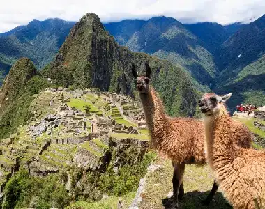 fauna en machu picchu