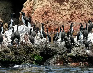 islas ballestas