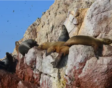 Reserva Nacional de Paracas